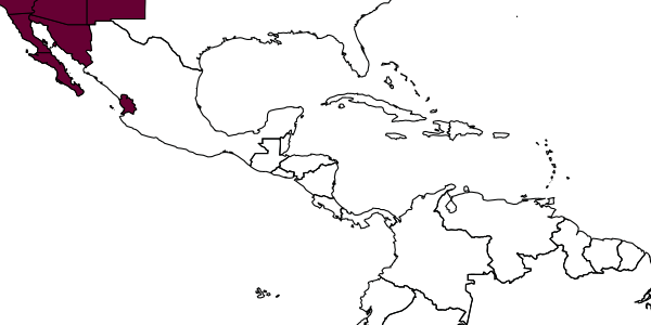 map of Lithurge echinocacti     (Cockerell, 1898)